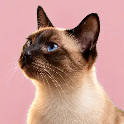 Gato siamês