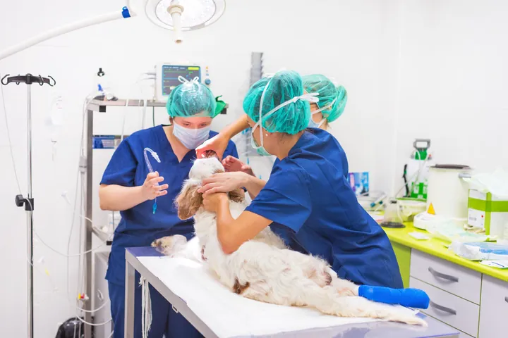 Equipe veterinária operando um cão no centro cirúrgico