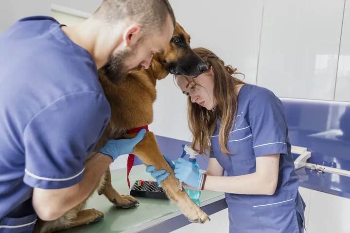 Veterinários socorrendo um cão em atendimento de emergência