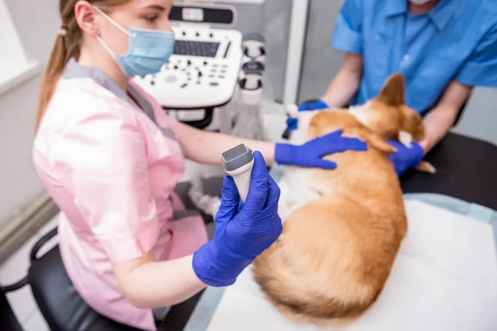 Veterinárias fazendo ultrassom em um cão