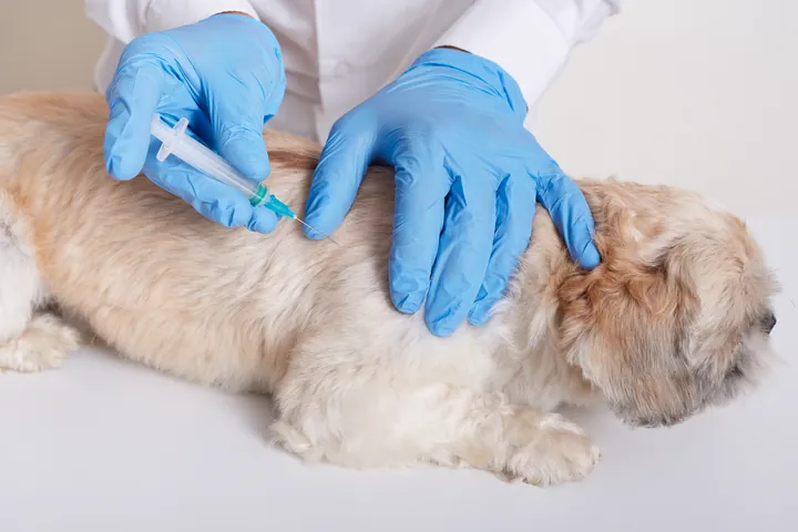 Veterinário aplicando vacina em um cão